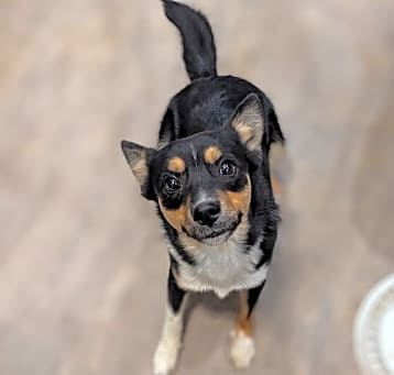 Photo of Ranger