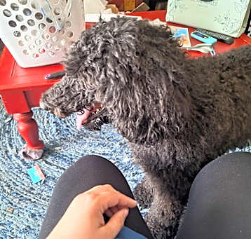 Photo of Bella