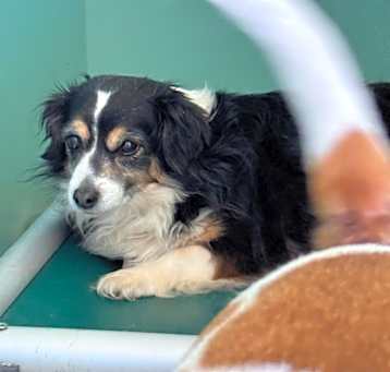 Photo of Tootsie