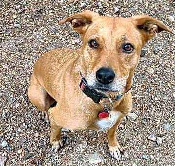 Photo of Willow