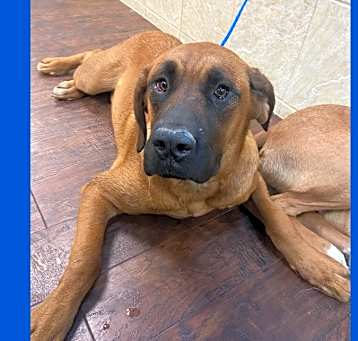 Photo of Dog Kennel #31 Sam