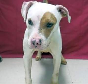 Photo of Spanky