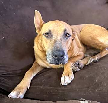 Photo of Lua and Nova (BONDED PAIR)