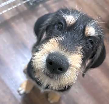 Photo of Bert