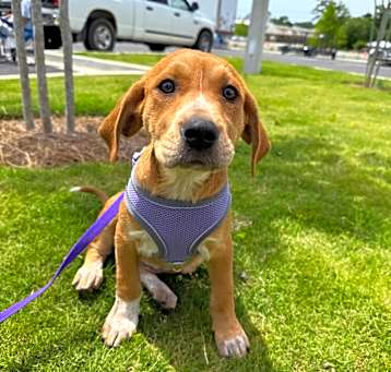 Photo of Cinnamon 