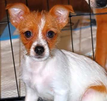 Photo of Sprocket LB_2