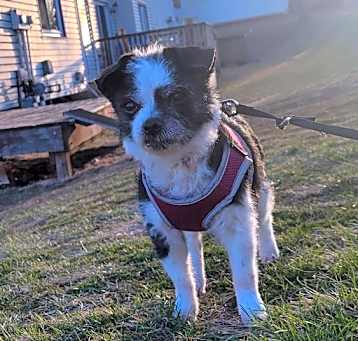 Photo of Lola- bonded with Lady