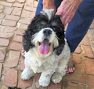 Photo of Teddy