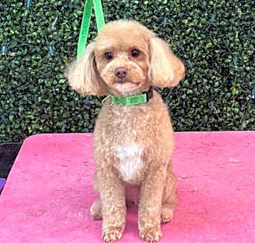 Photo of Toosii