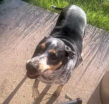 Photo of Pumpkin