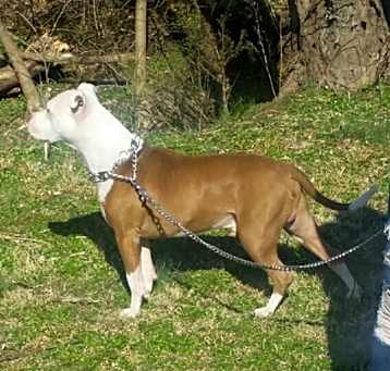 Photo of Rockii