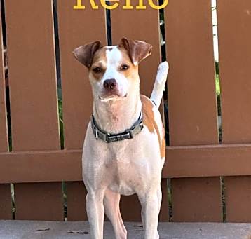 Photo of Reno