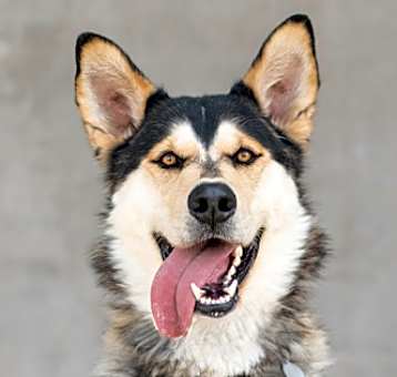 Photo of Rufus