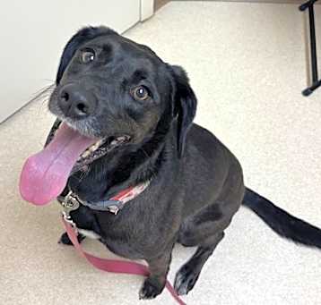Photo of Stella