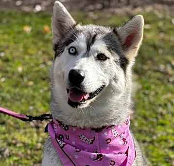 Photo of Misty