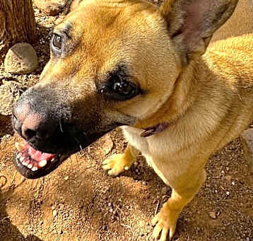 Photo of Bumble
