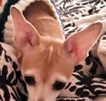Photo of Jazzy