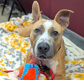 Photo of Diamond