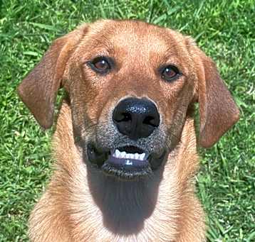 Photo of Scrappy