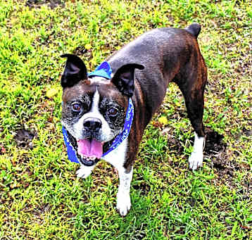 Photo of Buddy