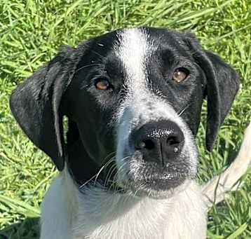 Photo of Sheba