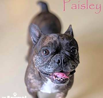 Photo of Paisley