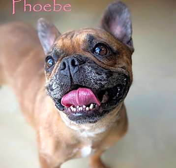 Photo of Phoebe