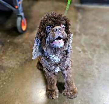 Photo of Found stray: Bailey