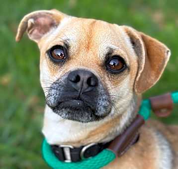 Photo of Chiko
