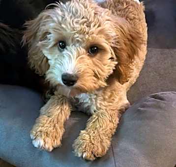 Photo of Ollie