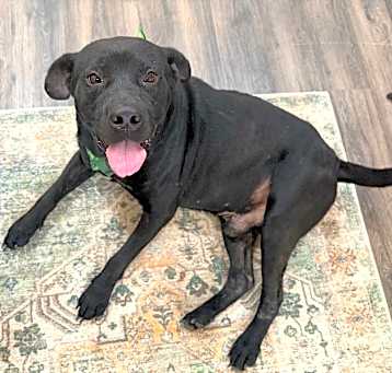 Photo of Finn Daniel the House Hippo potato pancake