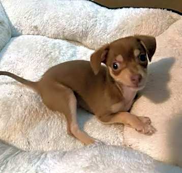 Photo of Tato