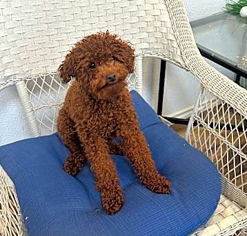 Photo of Leo