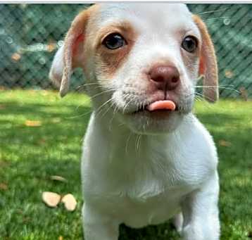 Photo of Bronco