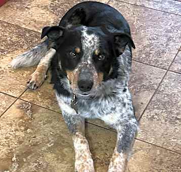 Photo of Buster