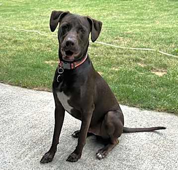 Photo of Milo
