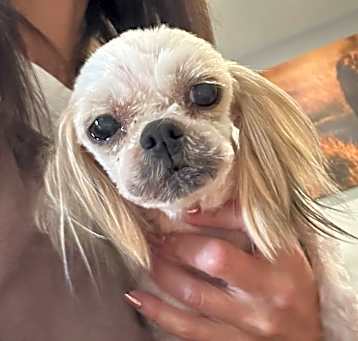 Photo of Fifi