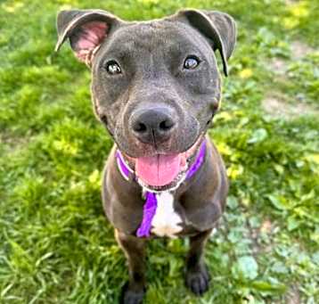 Photo of Violet