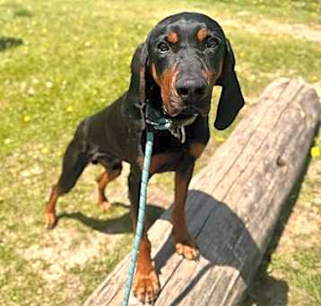 Photo of Tucker