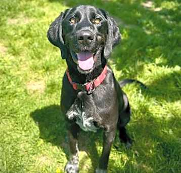 Photo of Chester