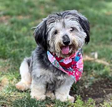 Photo of Dumpling
