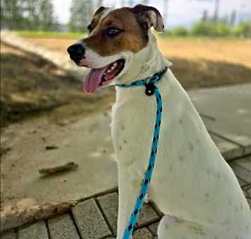 Photo of DOTTIE