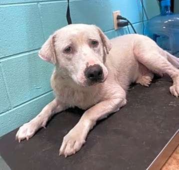 Photo of Clifford