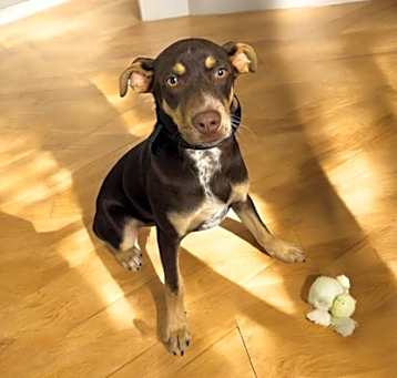 Photo of Toby