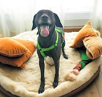 Photo of Lola