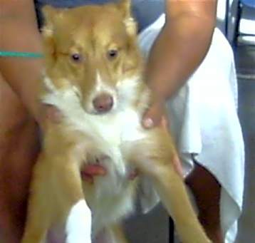 Photo of TOBY