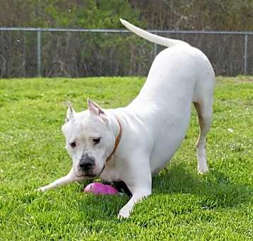 Photo of Layla