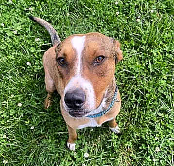 Photo of Whiskey
