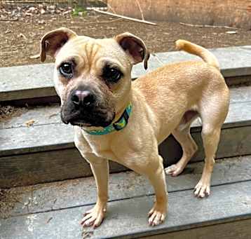 Photo of Puggly