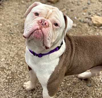 Photo of Enzo